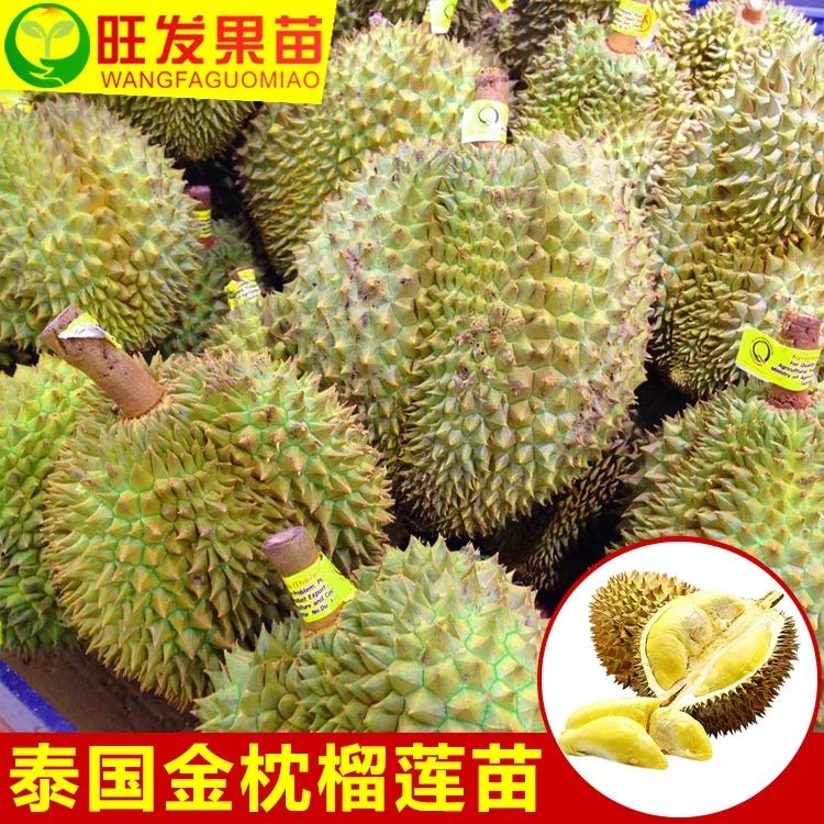  泰国榴莲苗果树苗 金枕榴莲苗嫁接榴莲果树苗南比方种植热带果