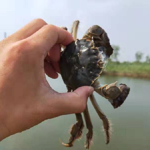 东营 黄河口大闸蟹，黄河口自家养殖基地，全国各地发货，个个满黄满膏