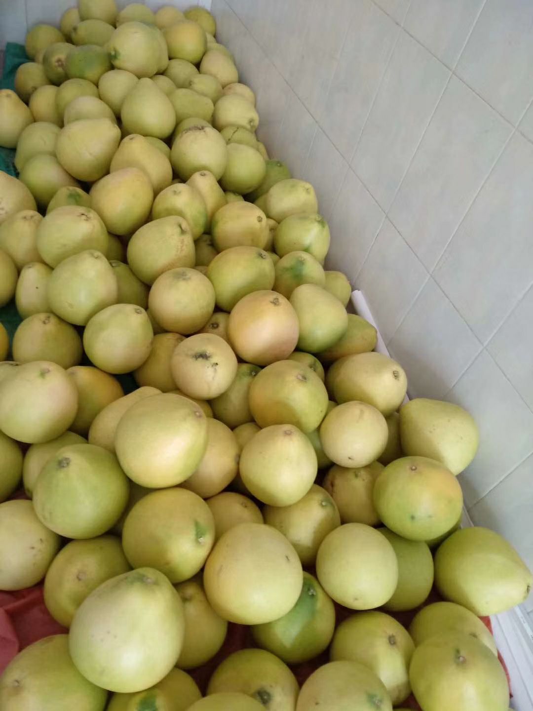 沙田柚 2斤以上