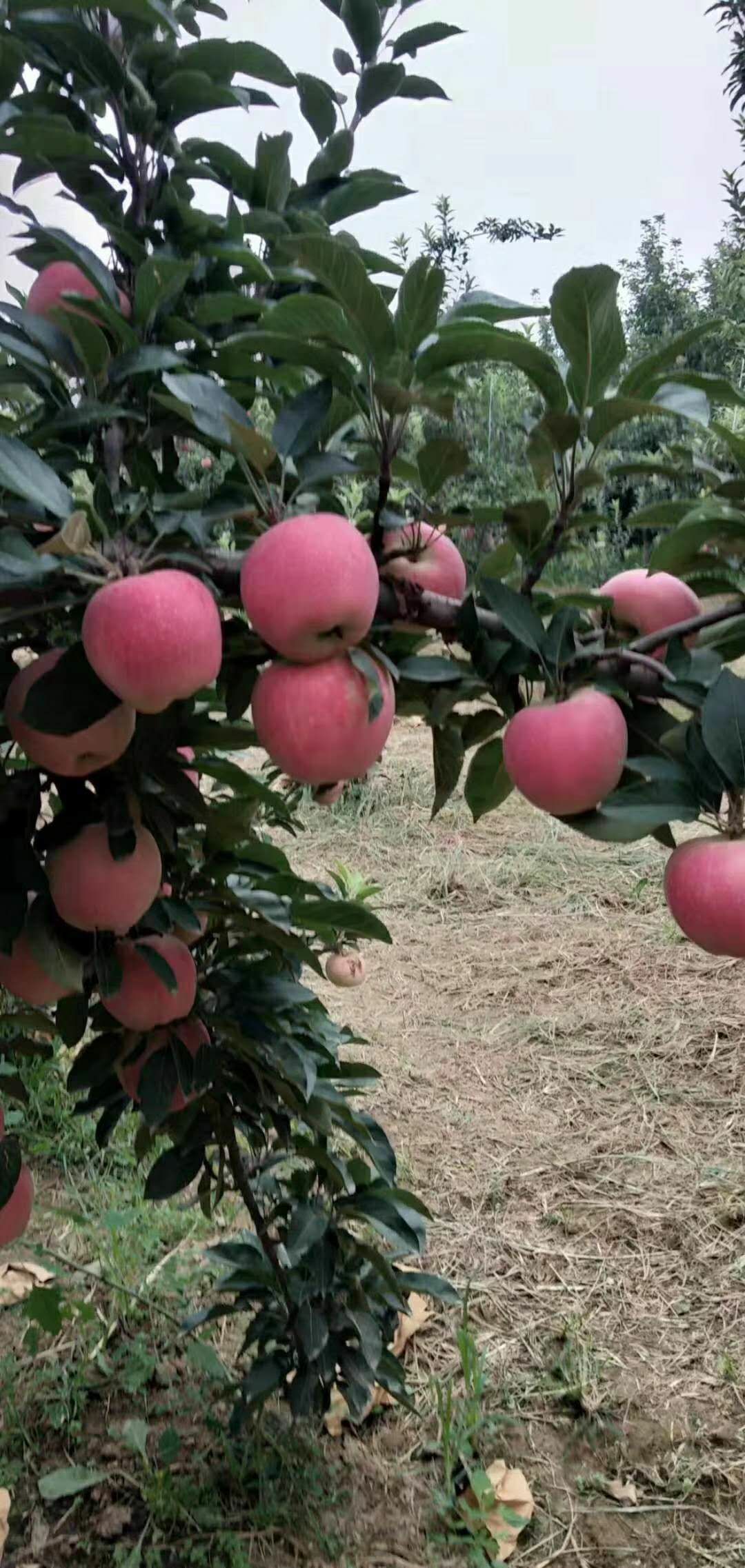  黃土高坡紅星蘋(píng)果，含糖度大，脆甜可口，耐運(yùn)輸。