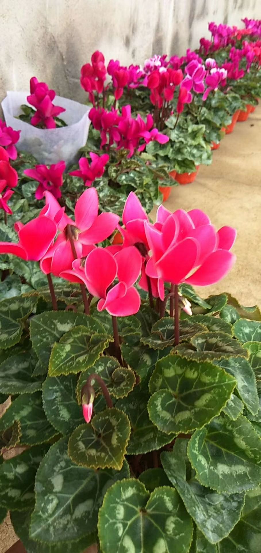 青州市仙客来 观花植物 多色 一品冠 萝卜海棠 有坏苗后续补发
