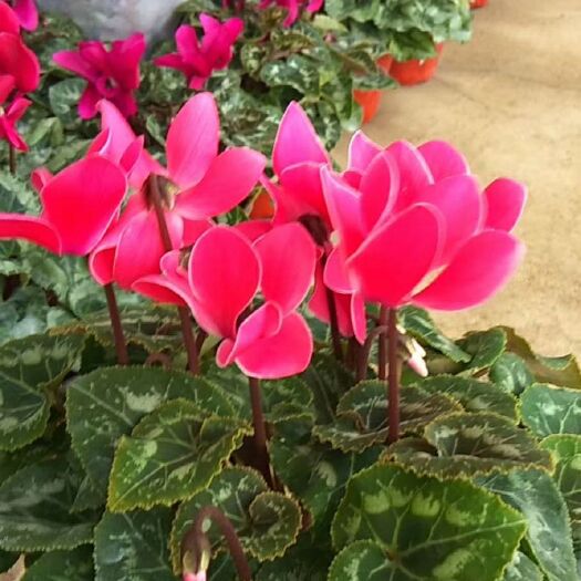 青州市仙客来 观花植物 多色 一品冠 萝卜海棠 有坏苗后续补发