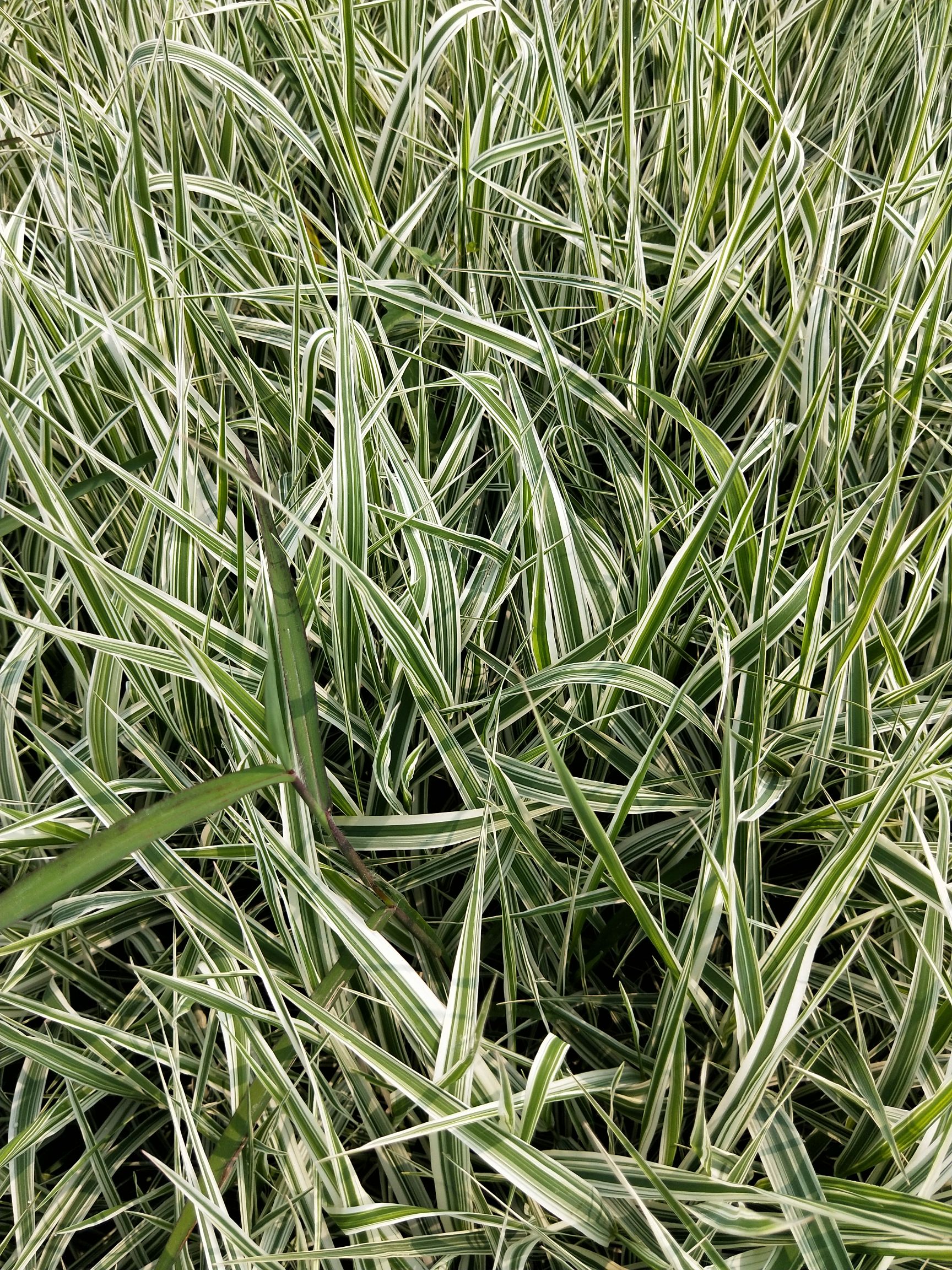 玉带草 多年生植物  宿根植物 产地直销