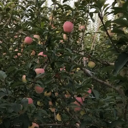 襄汾县 中秋苹果，丽红，