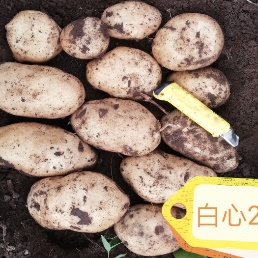 沽源县 各种优质土豆出货中