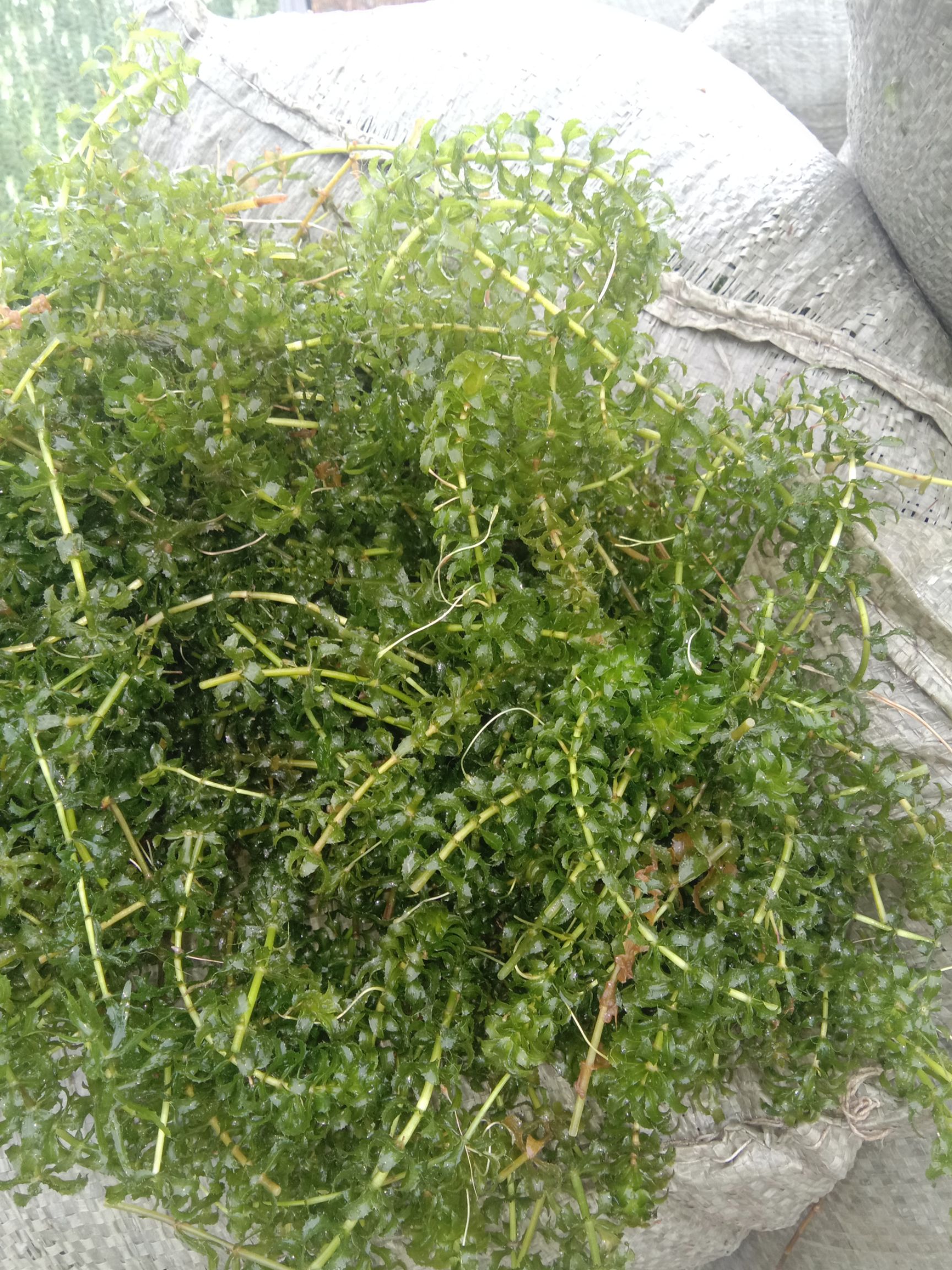 轮叶黑藻 俗称灯龙泡耐寒耐高温真活体水草