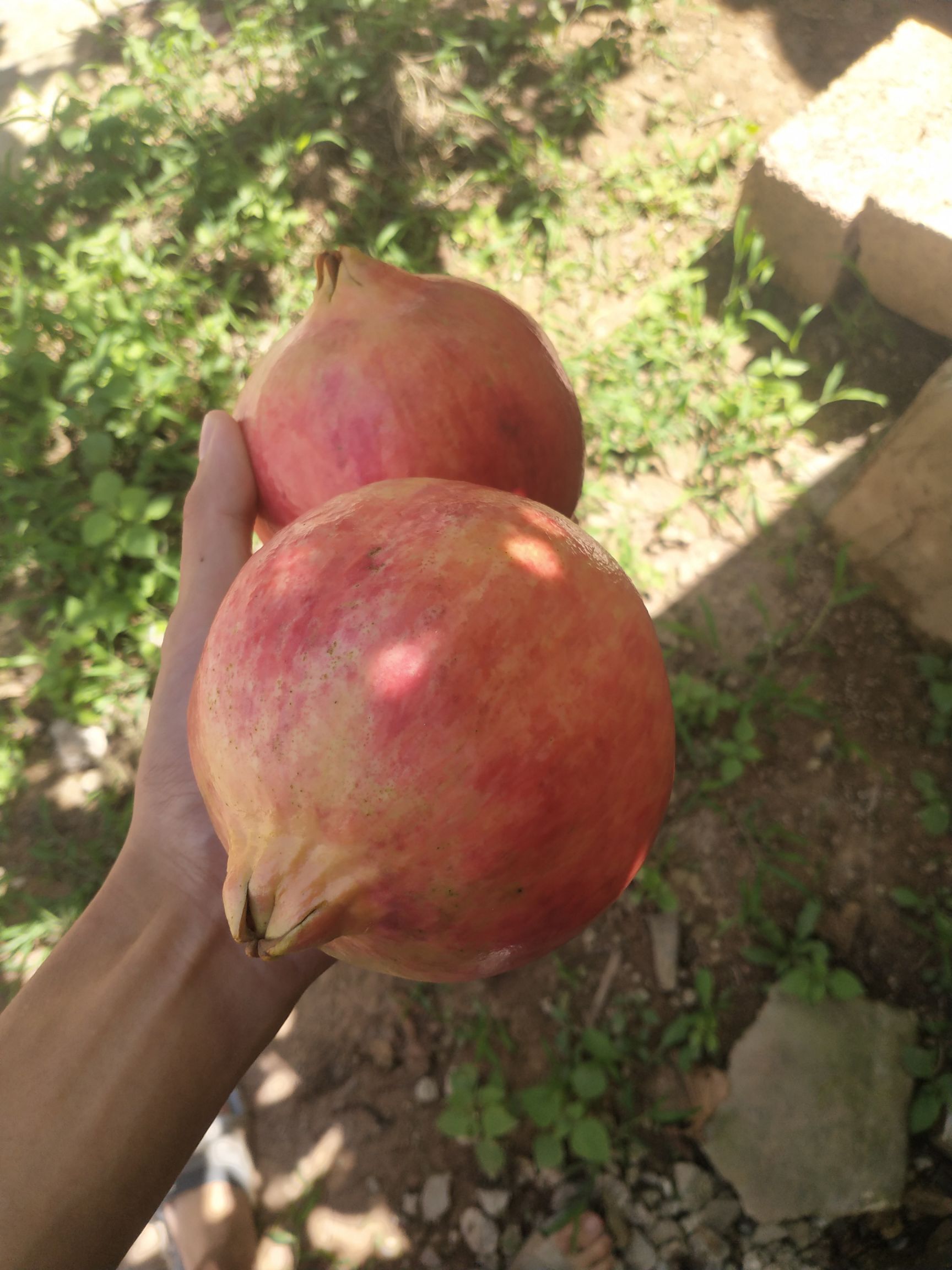  四川会理甜石榴大果小果现摘现发一手货源支持代发可视频看货