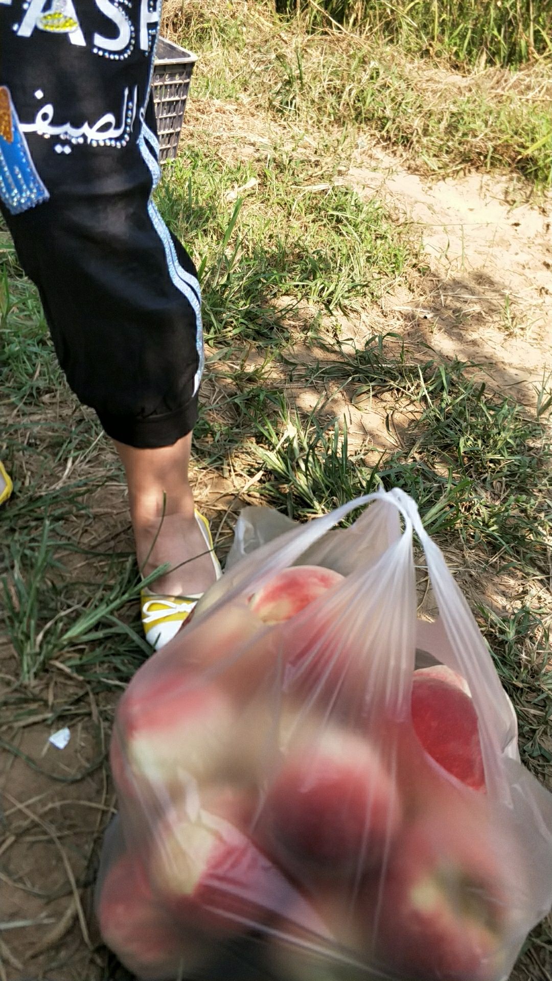  优质蜜桃成熟上市了