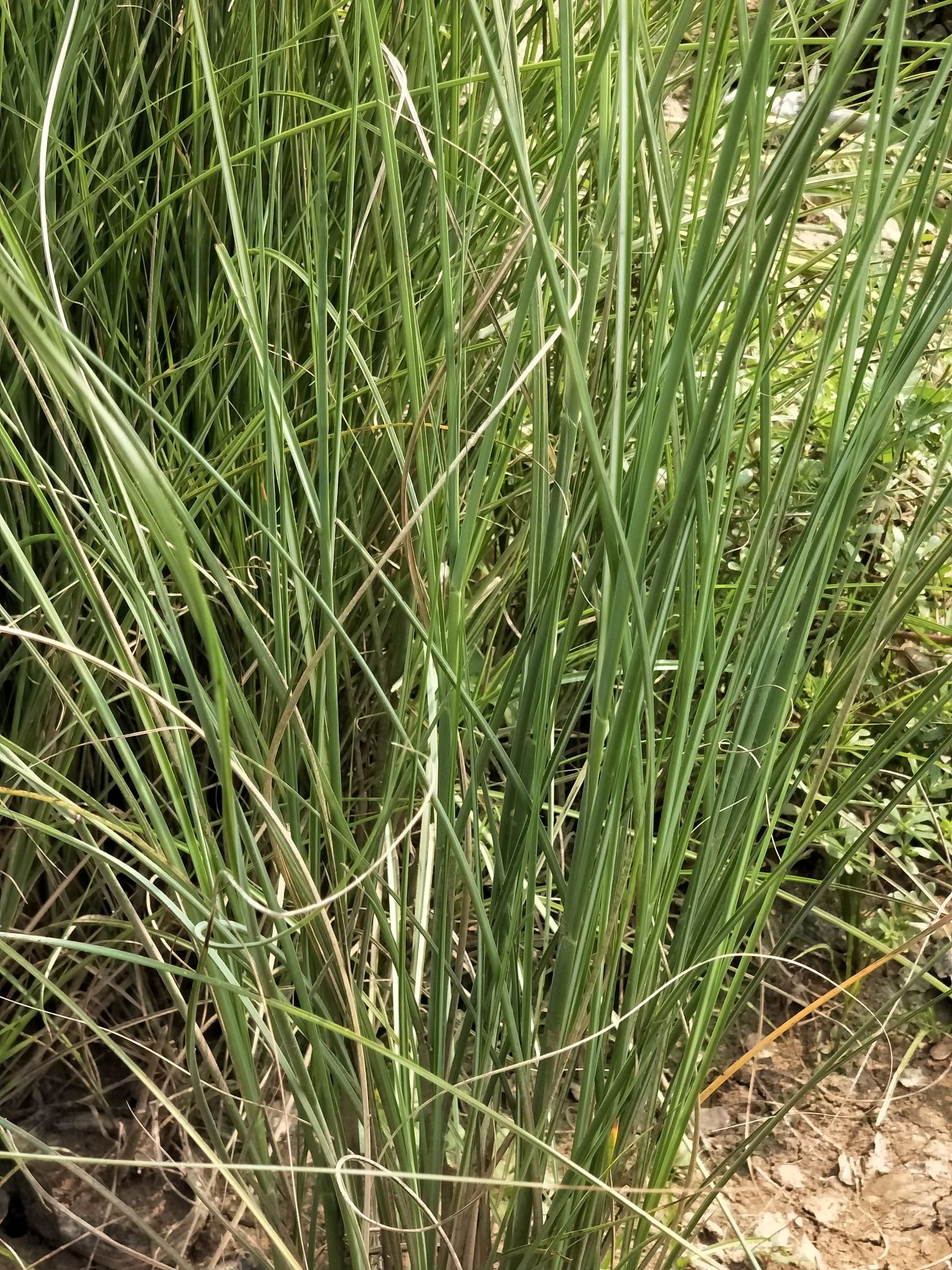 水生细叶芒  细叶芒 多年生 量大可优惠 基地直发