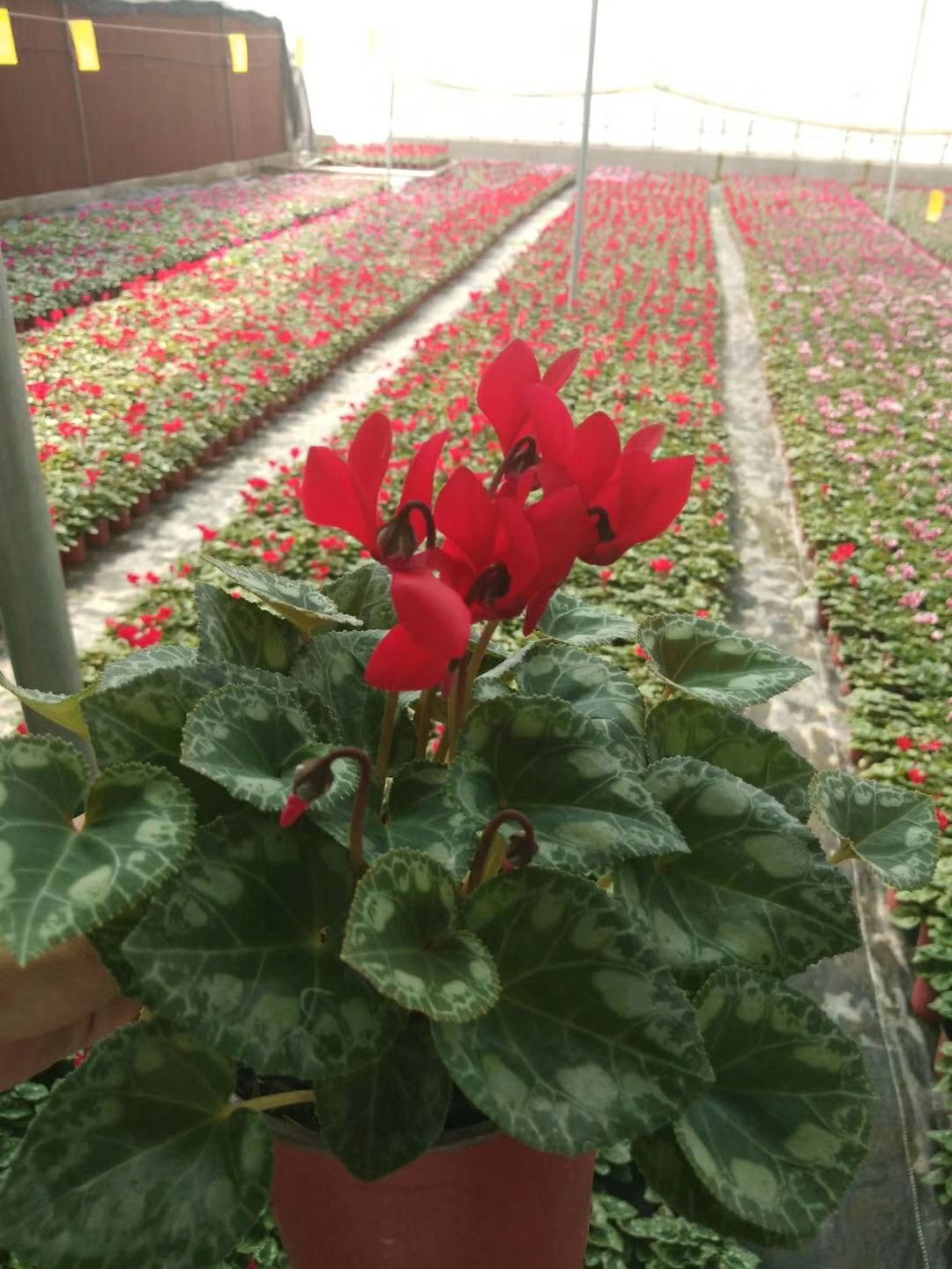 仙客来 观花植物 多色 一品冠 萝卜海棠 有坏苗后续补发