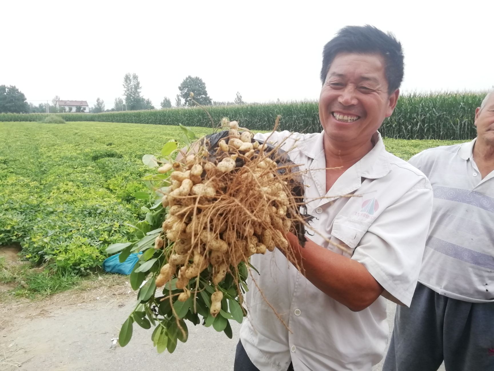 花生基地大田种植，亩产1500斤以上