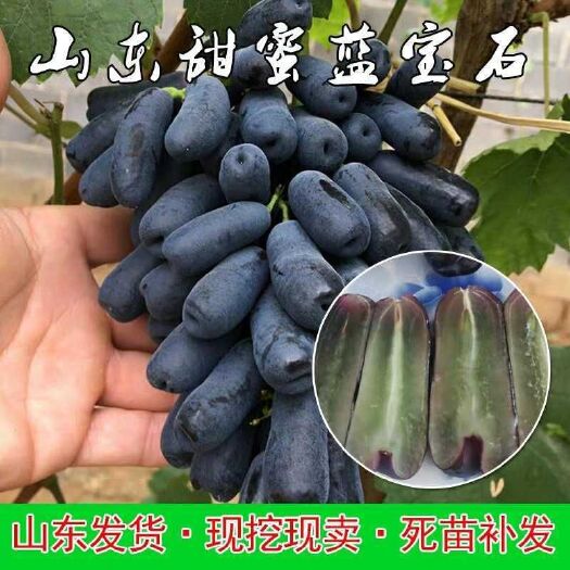 平邑县 甜蜜蓝宝石葡萄苗嫁接葡萄苗当年结果南方北方种植四季盆栽地栽
