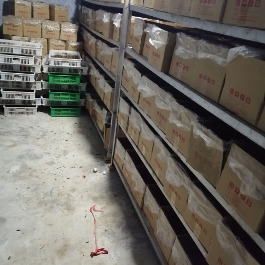 方城县蟋蟀 2019秋季新货，人工挑选，精包装，一箱五斤