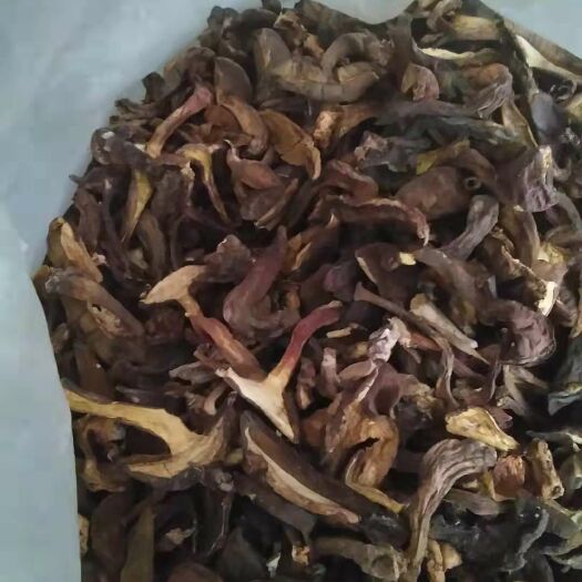 白河县见手青  黑牛肝菌