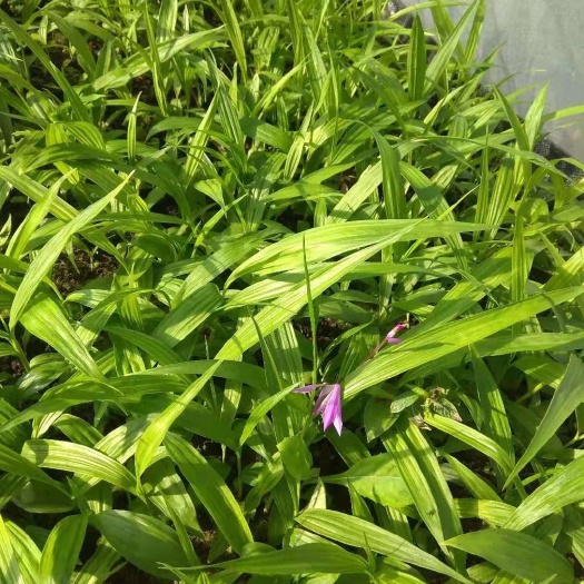六盘水 紫花三叉白芨苗   大块茎3.5-5cm