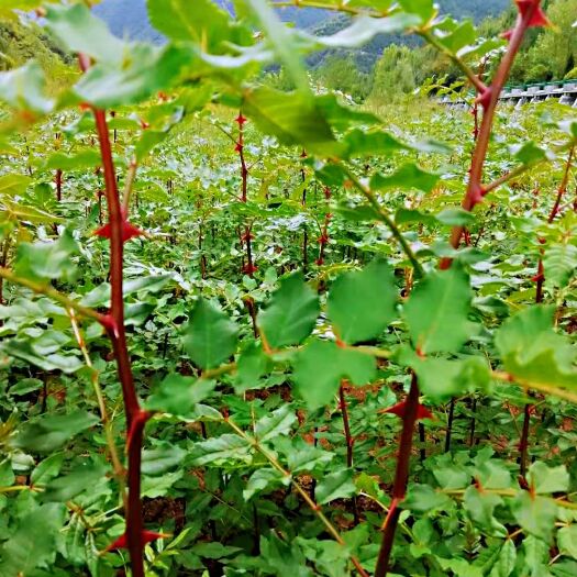 凤县 大量出售正宗大红袍花椒苗（凤县）