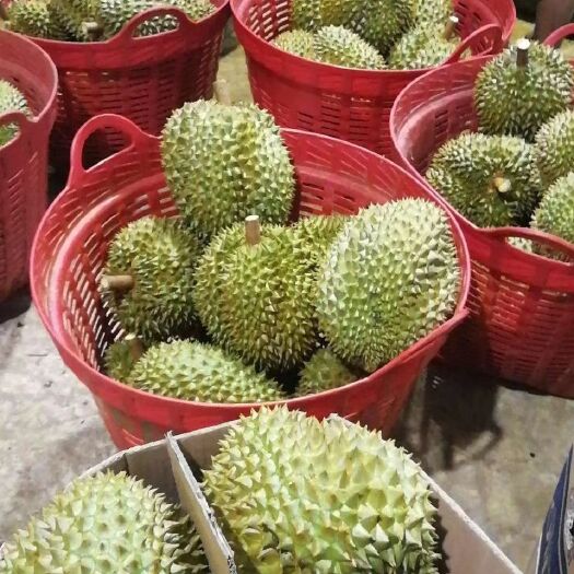 景洪市 泰国金枕头榴莲代发，可发小卡（160箱），一手货源！