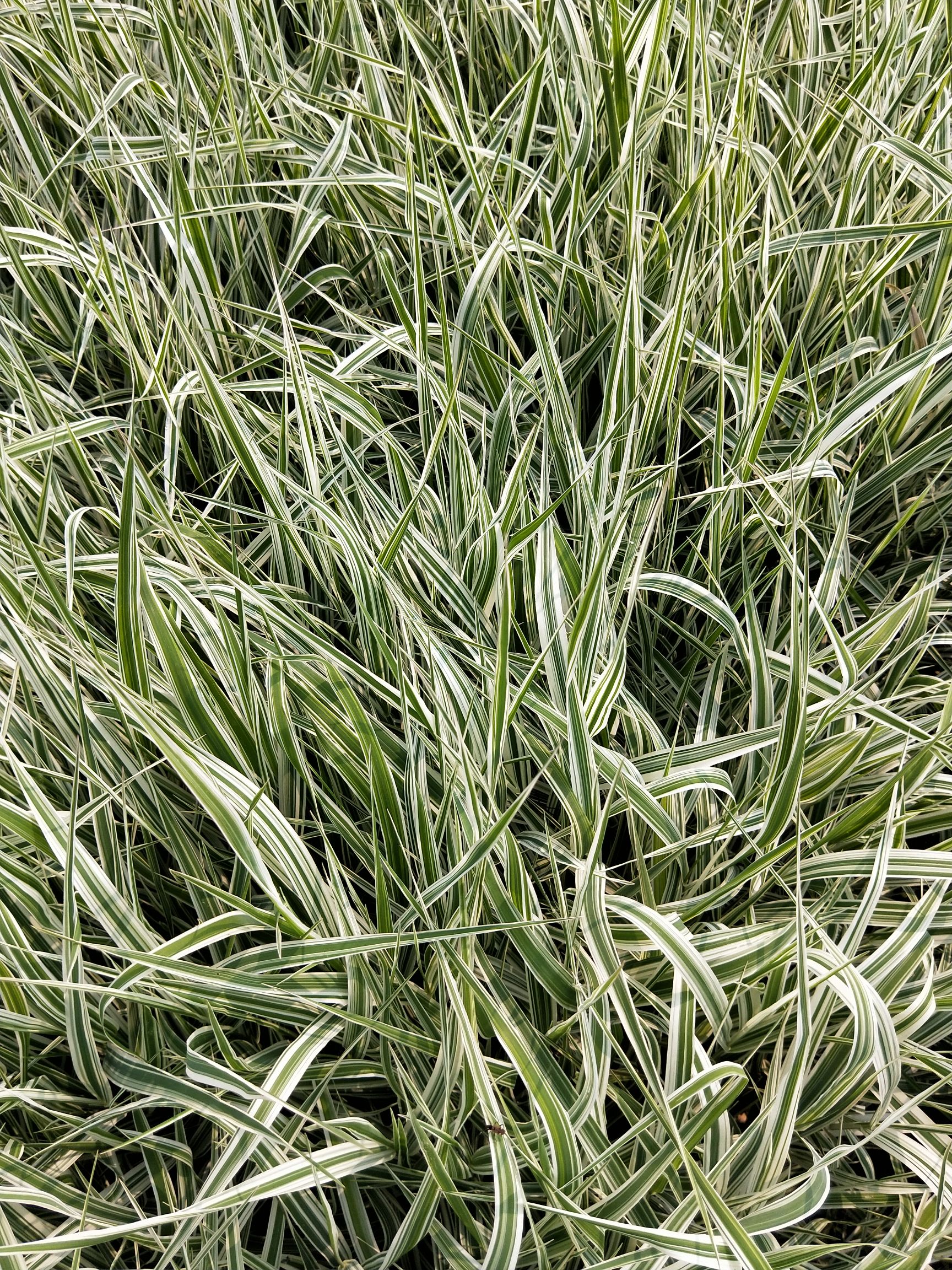 玉带草 多年生植物  宿根植物 产地直销