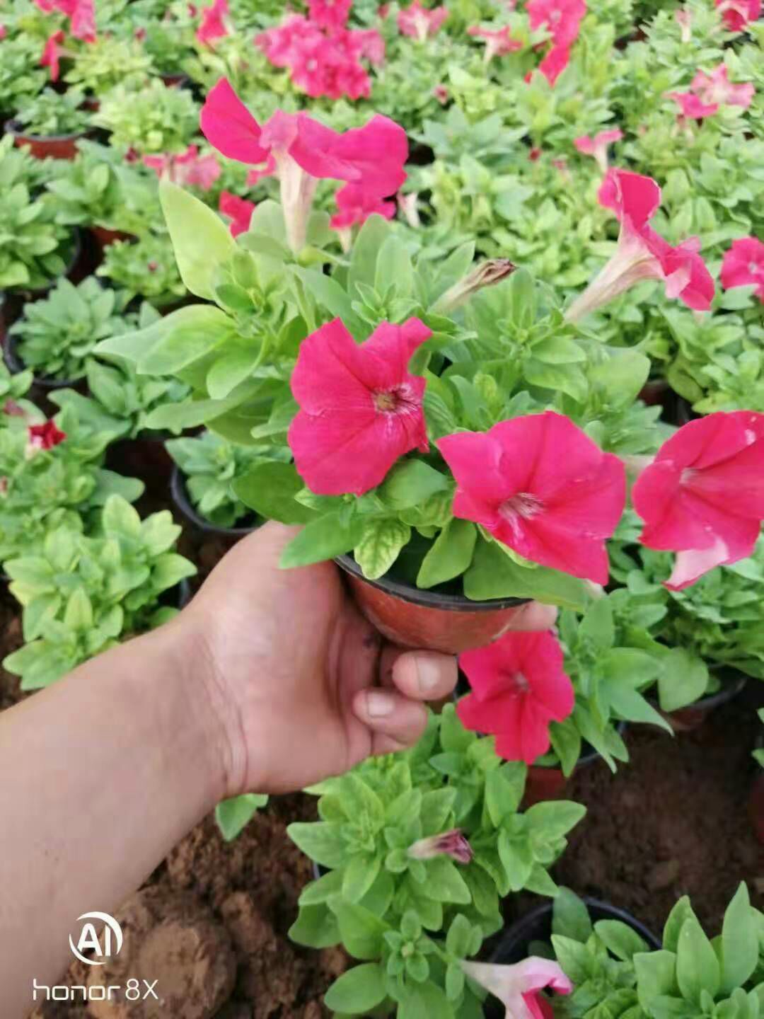 20厘米矮牵牛价格 矮牵牛批发价格 矮牵牛报价单