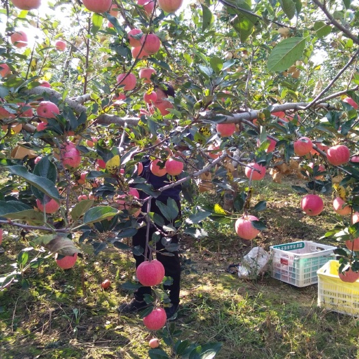 彬州市嘎啦苹果 色红果香