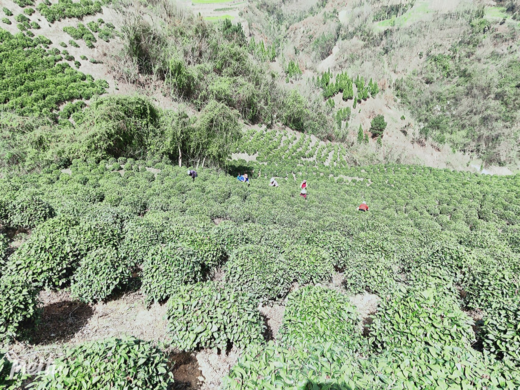 2024毛尖茶  汉中毛尖