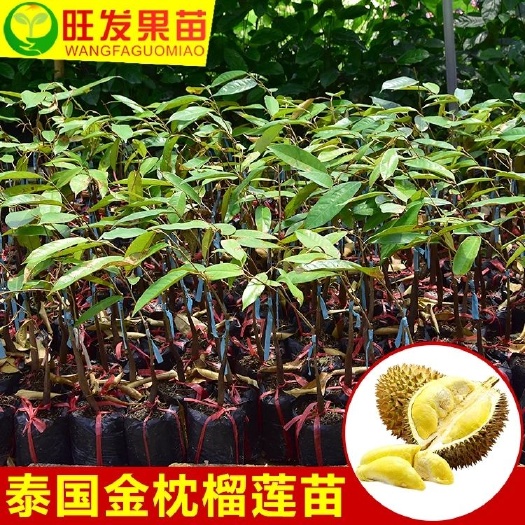 灵山县 泰国榴莲苗果树苗 金枕榴莲苗嫁接榴莲果树苗南比方种植热带果