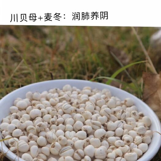 阿坝县 正宗川贝母