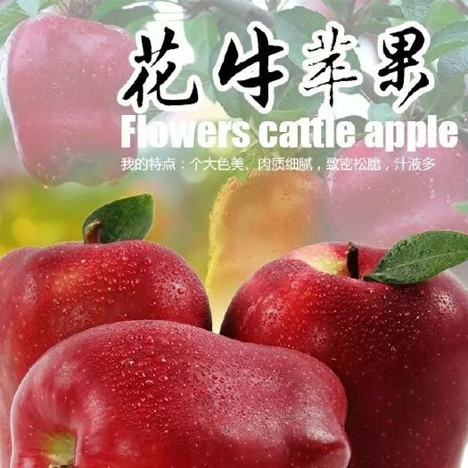 清水县 甘肃天水花牛苹果一件起包邮新鲜的水果现摘现卖。