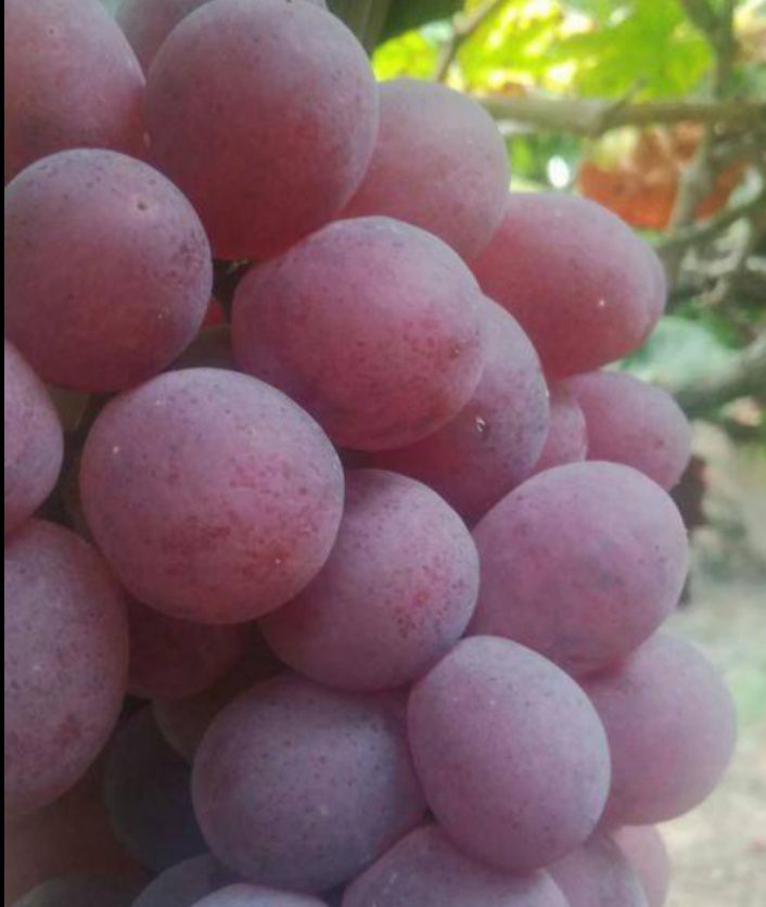  陕西渭南红提葡萄，12克以上，高品质，一手批发