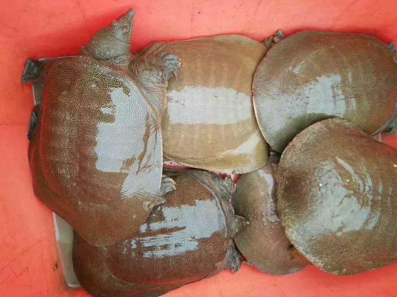 2.5斤老甲鱼包邮运到