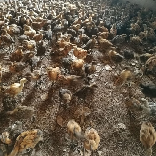 弥渡县 土鸡苗乌骨鸡苗，随时可以发货