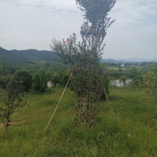 随州树兰 多种树