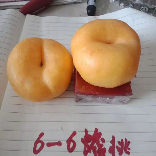 大荔县油桃苗 各种桃油桃，油蟠桃苗8元至20元