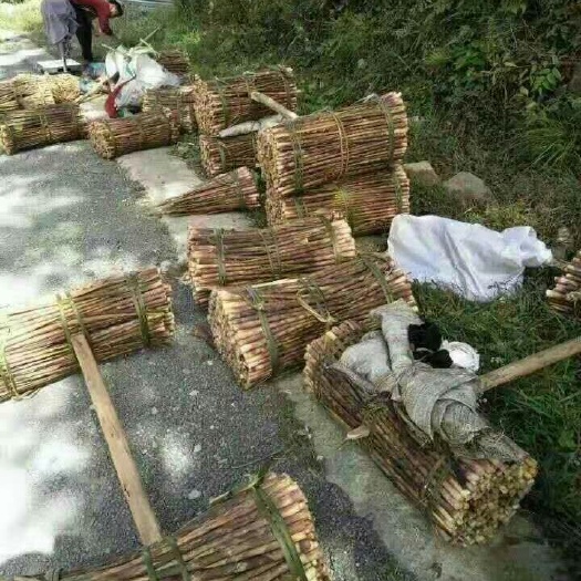 雷山县 大山坡上竹笋
