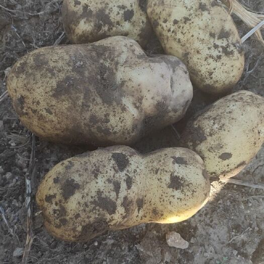 喀喇沁旗冀张薯12 无公害   绿色食品