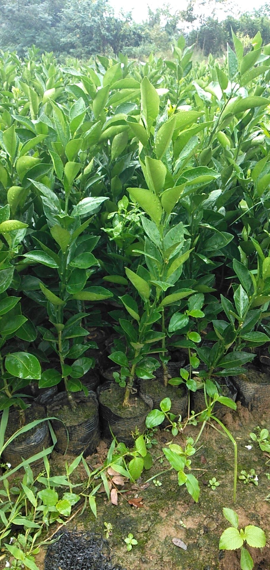 纽荷尔脐橙苗 纽荷尔脐橙坐杯苗，地苗出售。