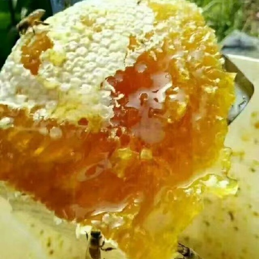 凤县土蜂蜜 产地直发质量保证  土蜂巢蜜  成熟封盖蜜大方箱子散装量大从