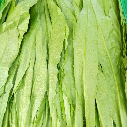 邯郸大油麦 艳色绿
