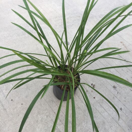 广州 建兰铁骨素