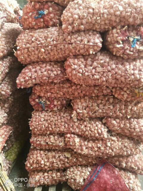 紫皮大蒜 5.5-6.0cm 多瓣蒜