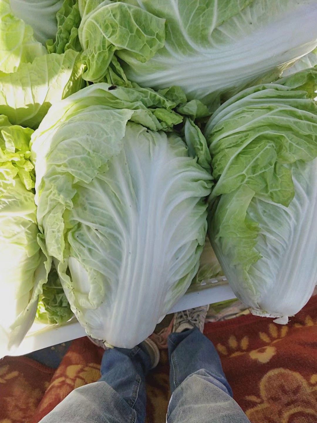 黄心大白菜  夏阳白菜，抗热王白菜，山东大白菜肥城大量供应