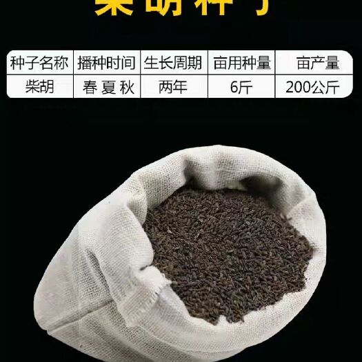 安国市柴胡种子，黑柴胡种子