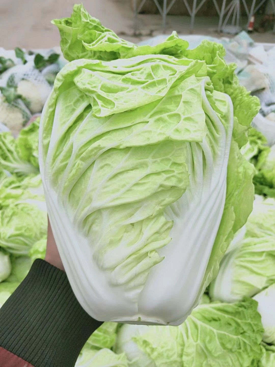 黄心大白菜  夏阳白菜，抗热王白菜，山东大白菜肥城大量供应
