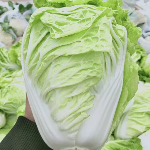 黄心大白菜  夏阳白菜，抗热王白菜，山东大白菜肥城大量供应