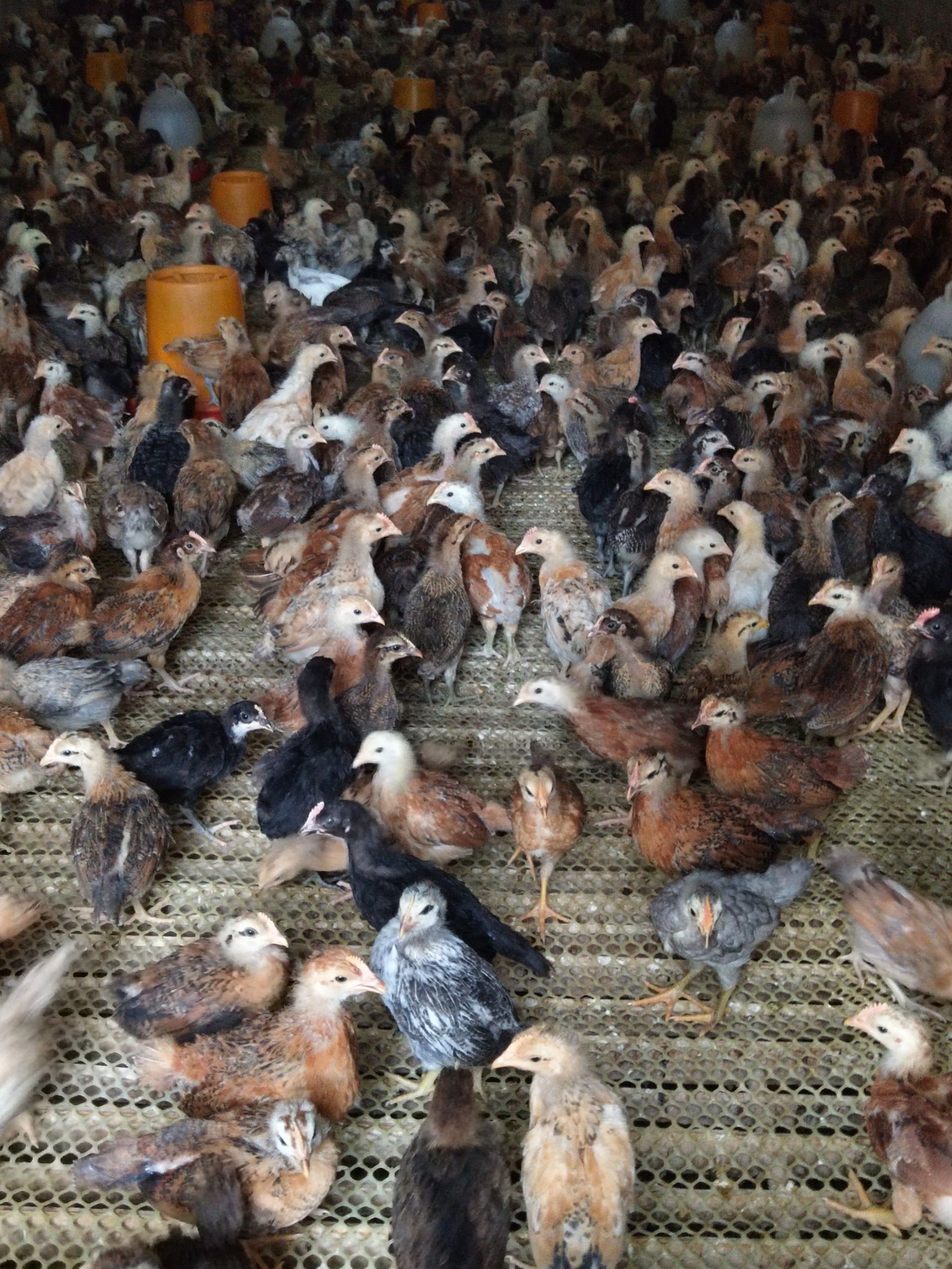 土鸡苗   恒远禽业常年出售柴鸡苗，柴鸡脱温鸡，防疫到位体重达标