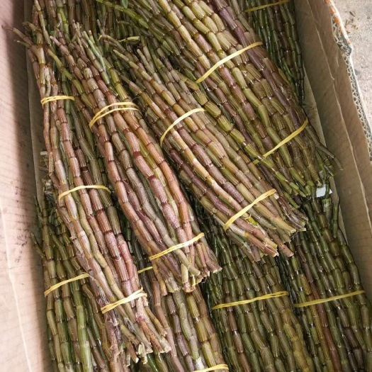 蒙自市红杆铁皮石斛粗条批发