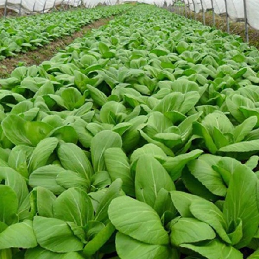 曹县北方小油菜 物美价廉 诚信经营