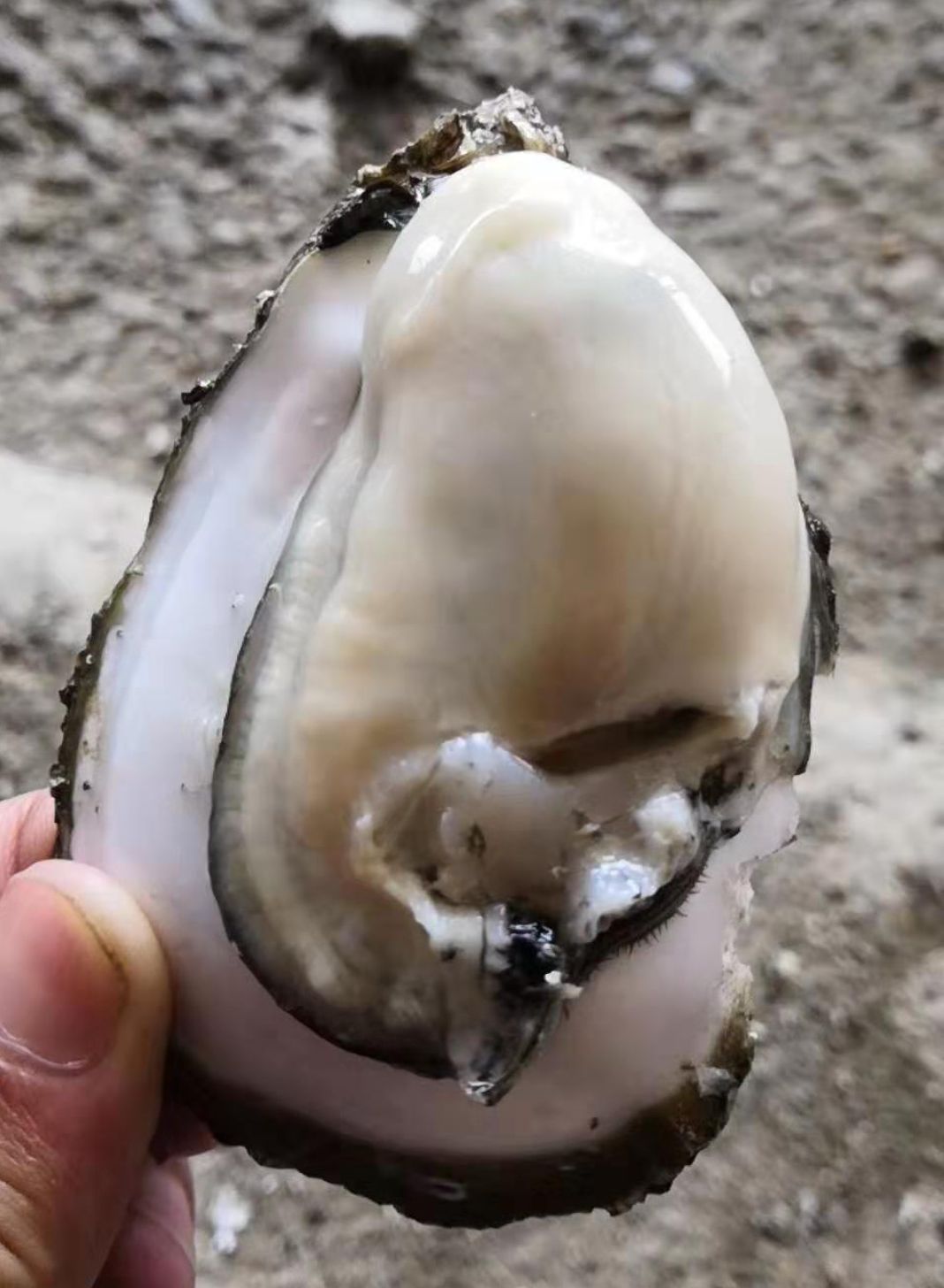 阳江生蚝 正宗阳江程村蚝，肥美上市，味道鲜美，可少量试货，欢迎咨询