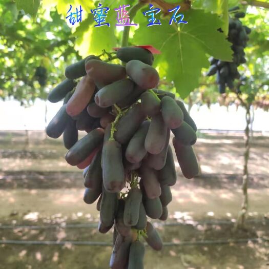 平邑县蓝宝石葡萄苗 甜蜜 一年苗