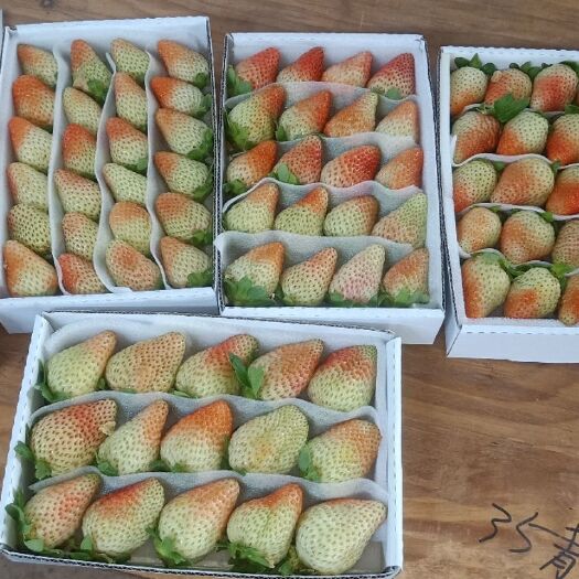 会泽县蒙特瑞草莓 50克以上